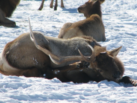 Elk deals shed antlers